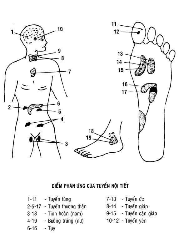 Tuyến nội tiết ở bàn chân